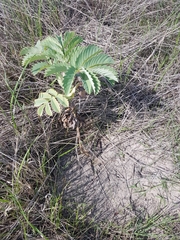 Melianthus major