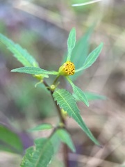 Bidens discoidea