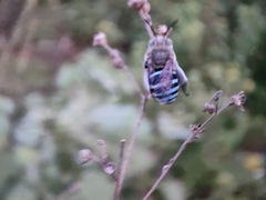 Zonamegilla