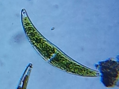 Closterium moniliferum