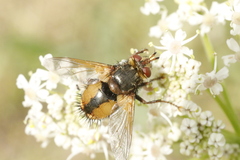 Tachina fera