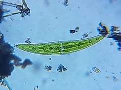 Closterium moniliferum