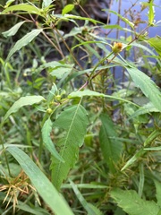 Bidens discoidea