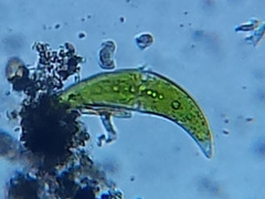 Closterium moniliferum