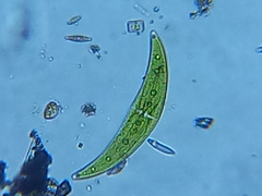 Closterium moniliferum