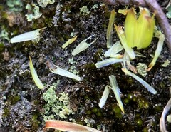 Bidens discoidea