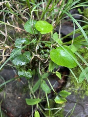 Ranunculus abortivus