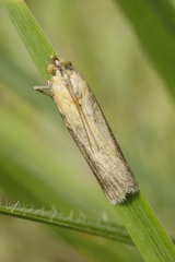 Oncocera semirubella