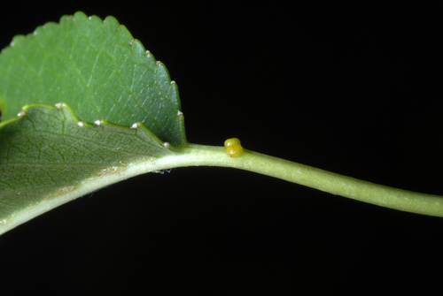Prunus mahaleb