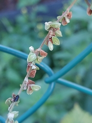 Fallopia convolvulus
