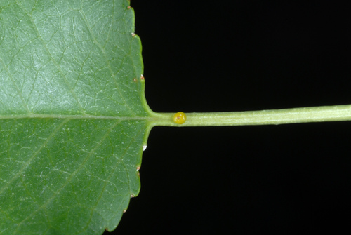 Prunus mahaleb