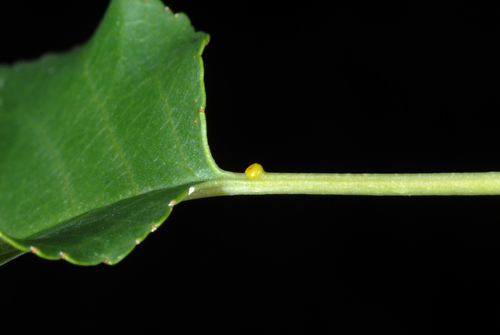 Prunus mahaleb