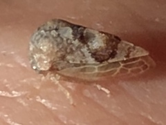 Cyrtolobus tuberosus