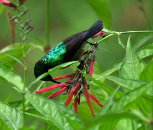 Olive-bellied Sunbird