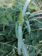 Echinochloa crus-galli