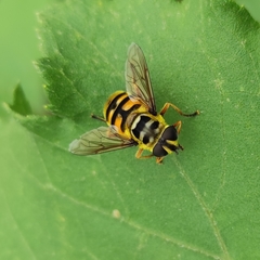 Myathropa florea