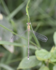 Lestes elatus