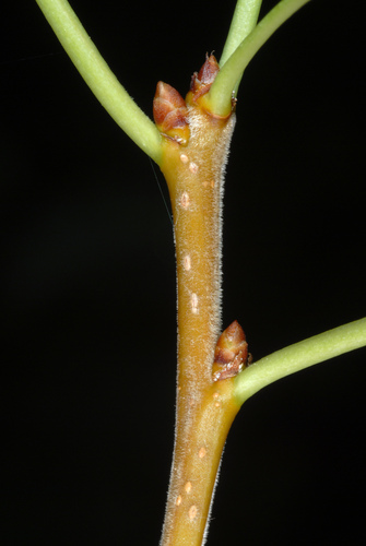 Prunus mahaleb