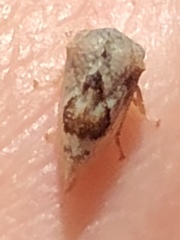 Cyrtolobus tuberosus
