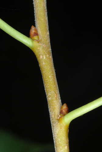 Prunus mahaleb