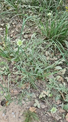 Scabiosa ochroleuca