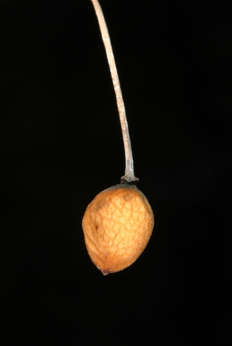 Prunus mahaleb