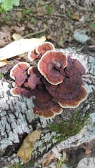 Daedaleopsis tricolor