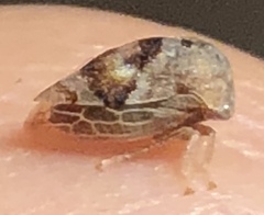 Cyrtolobus tuberosus