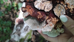 Daedaleopsis tricolor