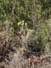 Xiphotheca fruticosa