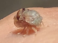 Cyrtolobus tuberosus