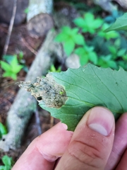 Agromyzidae