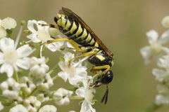 Tenthredo arcuata