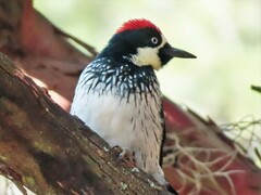 Melanerpes formicivorus
