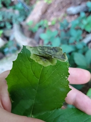 Agromyzidae