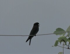 Eurystomus orientalis