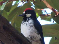 Melanerpes formicivorus