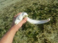 Gymnothorax pictus