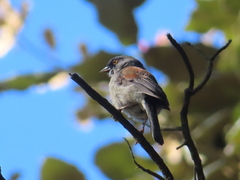 Junco phaeonotus