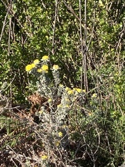 Xiphotheca fruticosa