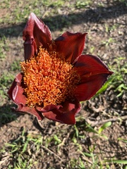 Scadoxus puniceus