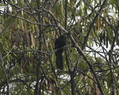 Eudynamys scolopaceus