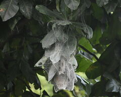 Stegodyphus sarasinorum