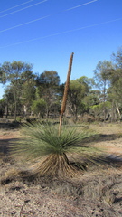 Xanthorrhoea drummondii
