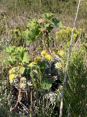 Xiphotheca fruticosa