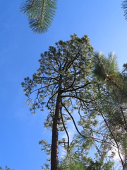Pinus pseudostrobus