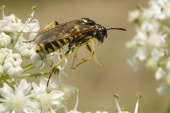 Tenthredo arcuata