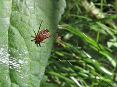 Mangora