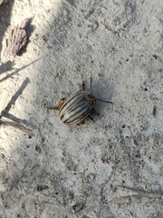 Leptinotarsa decemlineata