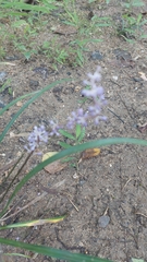 Liriope